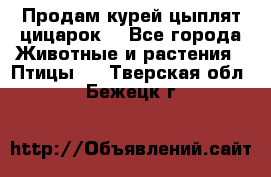 Продам курей цыплят,цицарок. - Все города Животные и растения » Птицы   . Тверская обл.,Бежецк г.
